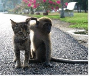 Gatto e Scimmia 2 - www.scuoladirespiro.org