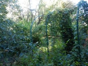 La foresta
