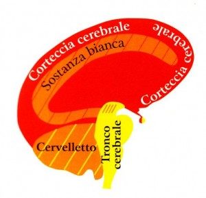 cervello - www.scuoladirespiro.org